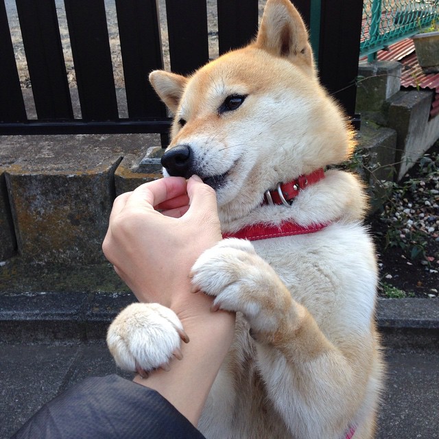 九游9游-意甲大师级技艺：极致传控引领潮流，意甲中场传球大师