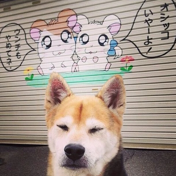 欧洲女子篮球超级联赛，波兰和捷克队势如破竹，争夺金牌，fiba欧洲女子篮球