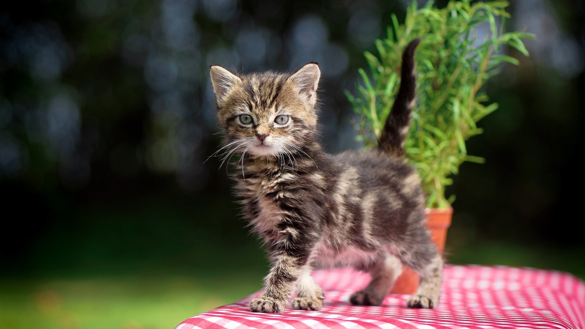 特斯·冯·迪克：精准的长传与突破能力，助力南非队打破僵局，冯·迪特里施