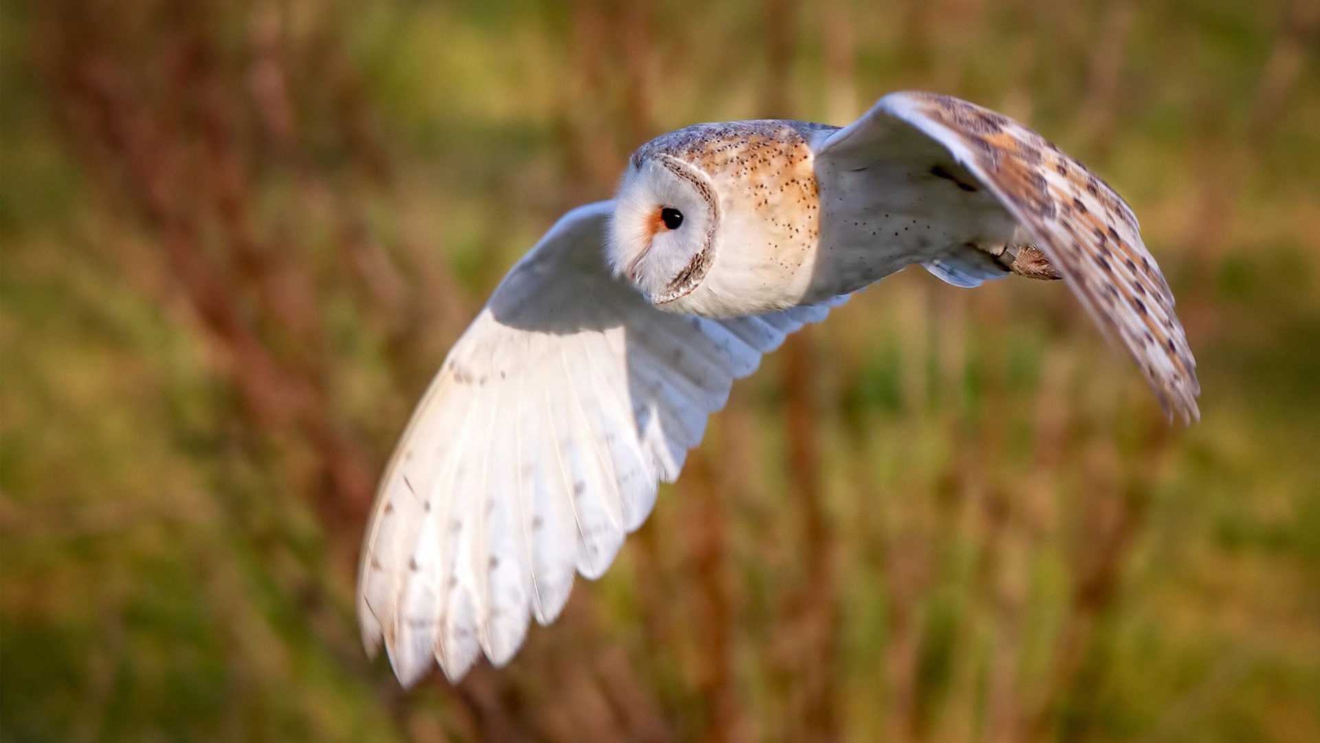 美洲杯激情夜：个人英雄主义的完美展现，美洲美洲杯