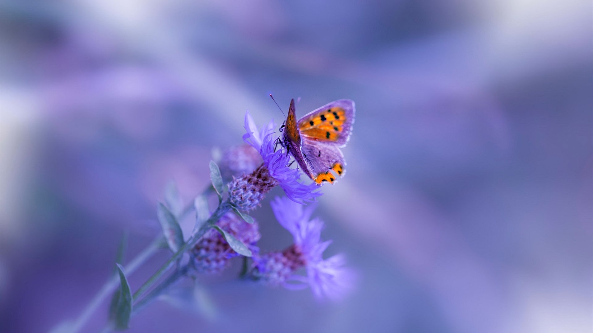 西班牙青年队在欧洲青年赛事中表现亮眼