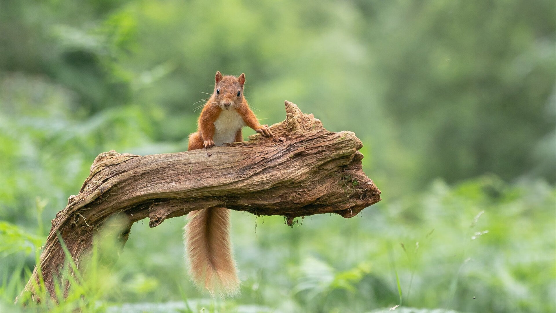 九游网-足球训练中引入虚拟现实技术，提升技能学习效率，虚拟足球场