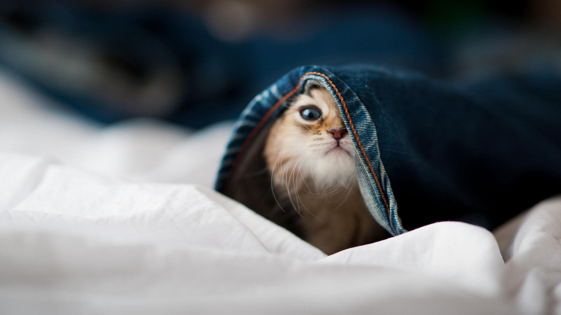 高校篮球联赛试点区域交叉赛制提升比赛观赏性,篮球比赛交叉淘汰赛